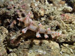 Bornella stellifera