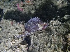 Centrogenys vaigiensis