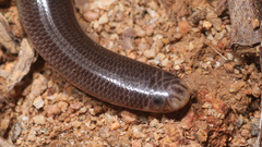 Anilios torresianus