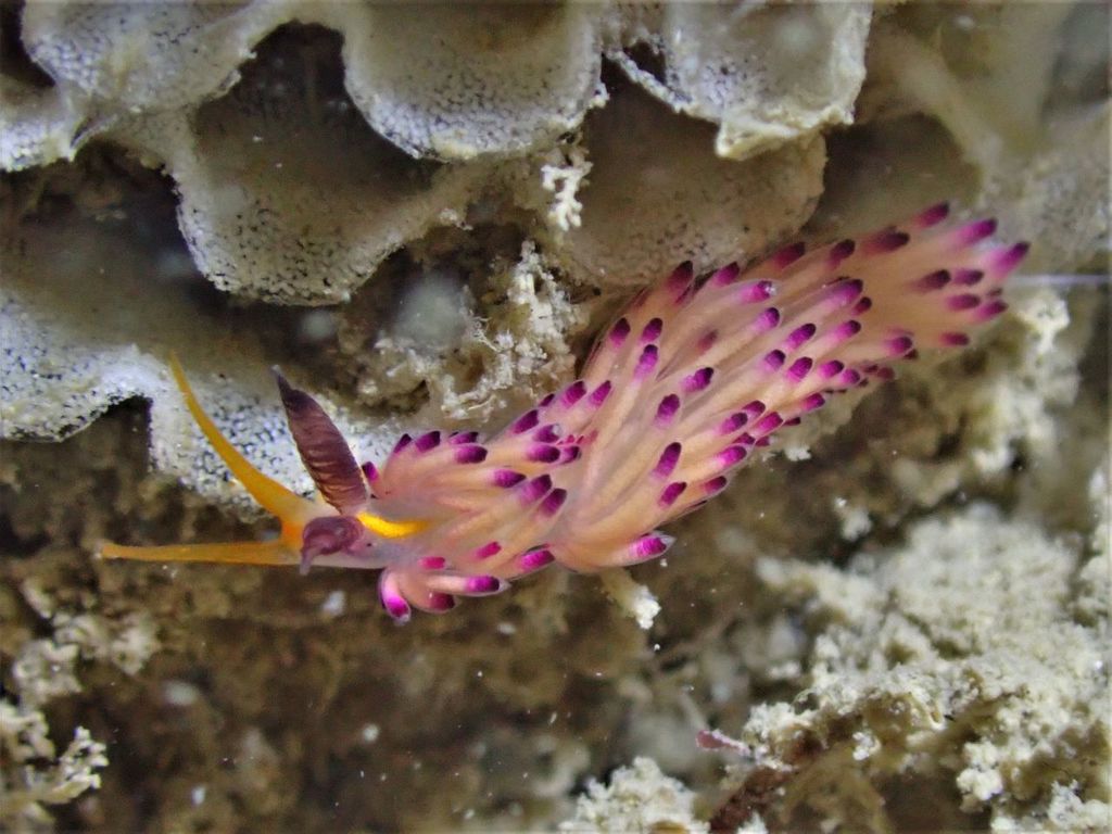 Favorinus mirabilis