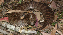 Acanthophis antarcticus