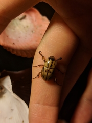 Cyclocephala variabilis