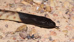 Aspidites melanocephalus