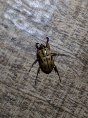 Cyclocephala variabilis