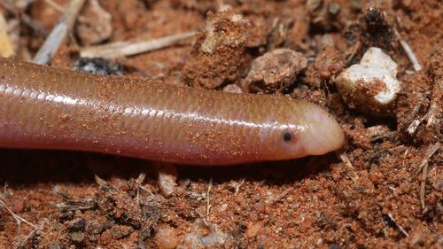 Centralian Blind Snake