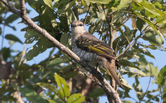 Campephaga phoenicea