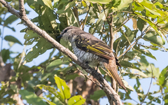 Campephaga phoenicea