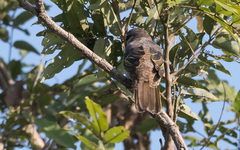 Campephaga phoenicea