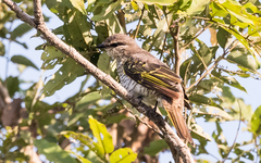 Campephaga phoenicea