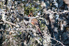Cardinalis cardinalis