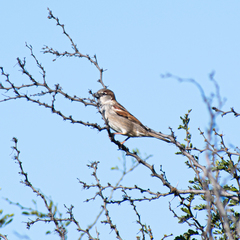Passer domesticus