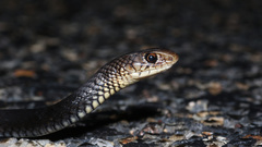 Papuan Whip Snake photo 2
