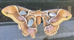 Rothschildia arethusa