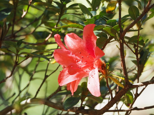 Rhododendron simsii