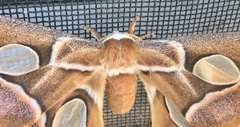 Rothschildia arethusa