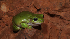 Ranoidea gilleni