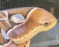 Rothschildia arethusa