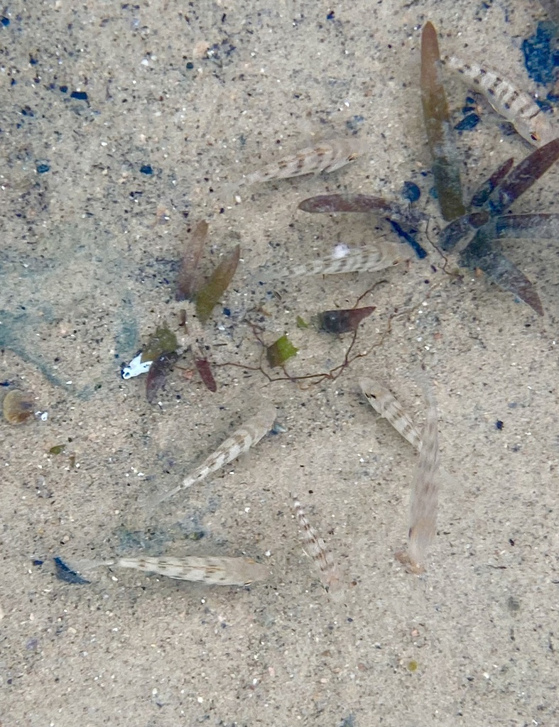 Johnston's hap (Placidochromis johnstoni) — Cichlidae