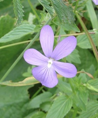 Viola cornuta