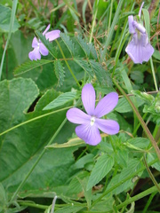 Viola cornuta