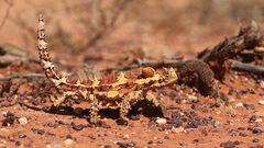 Moloch horridus