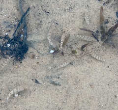 Placidochromis johnstoni