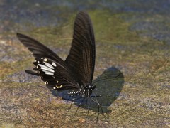 Papilio nephelus chaon