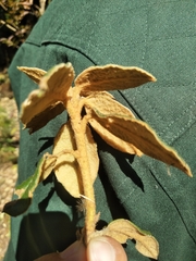 Rhododendron edgeworthii
