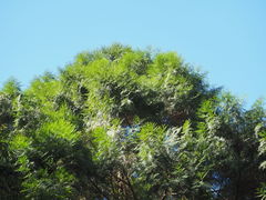 Calocedrus formosana