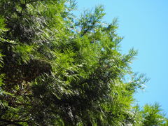 Calocedrus formosana