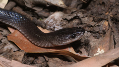 Stegonotus australis