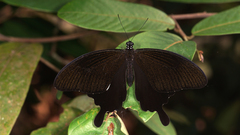 Papilio nephelus chaon