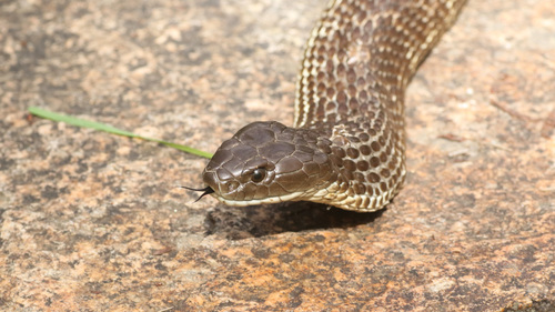 Tiger Snake sighting