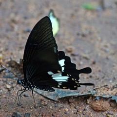 Papilio nephelus chaon