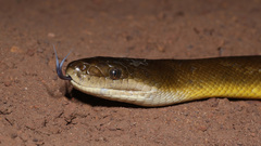 Liasis fuscus