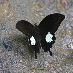 Papilio nephelus chaon