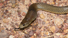 Pseudonaja nuchalis