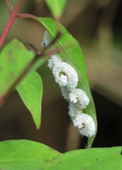 Macremphytus testaceus