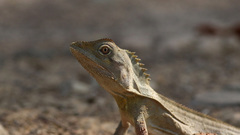 Lophosaurus spinipes