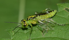 Rhogogaster chlorosoma