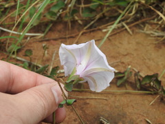 Ipomoea bathycolpos