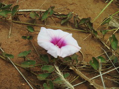 Ipomoea bathycolpos
