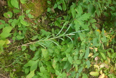 Muhlenbergia frondosa
