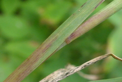 Muhlenbergia frondosa