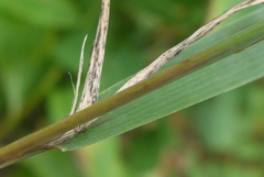 Muhlenbergia frondosa
