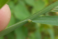 Muhlenbergia frondosa