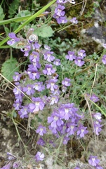 Chaenorhinum