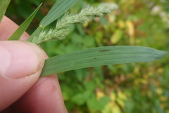 Muhlenbergia frondosa