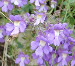 Chaenorhinum