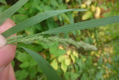 Muhlenbergia frondosa